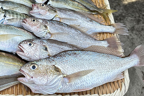 シログチを追う 釣果写真